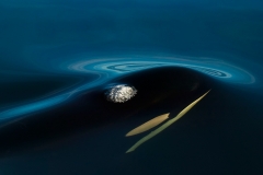 Bing Desktop Image - Killer whale off Northern Vancouver Island, B.C., Canada (_ Rolf Hicker_Getty Images) (a13e86544ad7089b64bd2e65125d86ec7e2a794a)